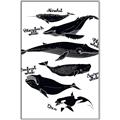 Picture of Ocean Life Black and White _GroupedProduct_Rectangle_Portrait_Canvas_Framed_