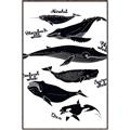 Picture of Ocean Life Black and White _GroupedProduct_Rectangle_Portrait_Canvas_Framed_