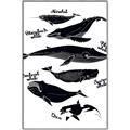 Picture of Ocean Life Black and White _GroupedProduct_Rectangle_Portrait_Canvas_Framed_