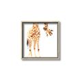 Picture of Bending over Giraffe _GroupedProduct_Square_Canvas_Framed_