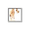 Picture of Bending over Giraffe _GroupedProduct_Square_Canvas_Framed_