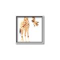 Picture of Bending over Giraffe _GroupedProduct_Square_Canvas_Framed_