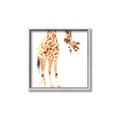 Picture of Bending over Giraffe _GroupedProduct_Square_Canvas_Framed_