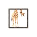 Picture of Bending over Giraffe _GroupedProduct_Square_Canvas_Framed_