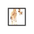 Picture of Bending over Giraffe _GroupedProduct_Square_Canvas_Framed_