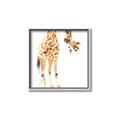 Picture of Bending over Giraffe _GroupedProduct_Square_Canvas_Framed_
