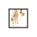 Picture of Bending over Giraffe _GroupedProduct_Square_Canvas_Framed_