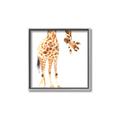Picture of Bending over Giraffe _GroupedProduct_Square_Canvas_Framed_