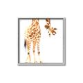 Picture of Bending over Giraffe _GroupedProduct_Square_Canvas_Framed_