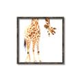 Picture of Bending over Giraffe _GroupedProduct_Square_Canvas_Framed_