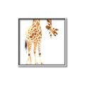 Picture of Bending over Giraffe _GroupedProduct_Square_Canvas_Framed_