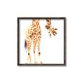 Picture of Bending over Giraffe _GroupedProduct_Square_Canvas_Framed_