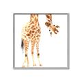 Picture of Bending over Giraffe _GroupedProduct_Square_Canvas_Framed_