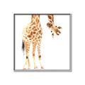 Picture of Bending over Giraffe _GroupedProduct_Square_Canvas_Framed_
