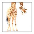 Picture of Bending over Giraffe _GroupedProduct_Square_Canvas_Framed_