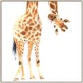 Picture of Bending over Giraffe _GroupedProduct_Square_Canvas_Framed_