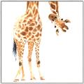 Picture of Bending over Giraffe _GroupedProduct_Square_Canvas_Framed_