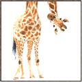 Picture of Bending over Giraffe _GroupedProduct_Square_Canvas_Framed_