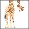 Picture of Bending over Giraffe _GroupedProduct_Square_Canvas_Framed_