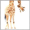 Picture of Bending over Giraffe _GroupedProduct_Square_Canvas_Framed_