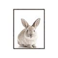 Picture of In Front Bunny _GroupedProduct_Rectangle_Portrait_Canvas_Framed_