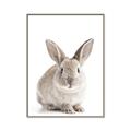Picture of In Front Bunny _GroupedProduct_Rectangle_Portrait_Canvas_Framed_