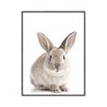 Picture of In Front Bunny _GroupedProduct_Rectangle_Portrait_Canvas_Framed_