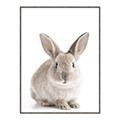 Picture of In Front Bunny _GroupedProduct_Rectangle_Portrait_Canvas_Framed_