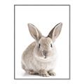 Picture of In Front Bunny _GroupedProduct_Rectangle_Portrait_Canvas_Framed_