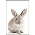 Picture of In Front Bunny _GroupedProduct_Rectangle_Portrait_Canvas_Framed_