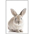 Picture of In Front Bunny _GroupedProduct_Rectangle_Portrait_Canvas_Framed_