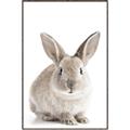 Picture of In Front Bunny _GroupedProduct_Rectangle_Portrait_Canvas_Framed_