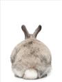 Picture of Behind Bunny _GroupedProduct_Rectangle_Portrait_Unframed_Print_Only_
