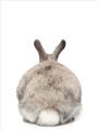 Picture of Behind Bunny _GroupedProduct_Rectangle_Portrait_Unframed_Print_Only_