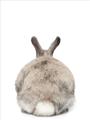 Picture of Behind Bunny _GroupedProduct_Rectangle_Portrait_Unframed_Print_Only_