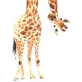 Picture of Bending over Giraffe _GroupedProduct_Square_Unframed_Print_Only_