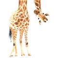 Picture of Bending over Giraffe _GroupedProduct_Square_Unframed_Print_Only_