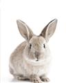 Picture of In Front Bunny _GroupedProduct_Rectangle_Portrait_Unframed_Print_Only_