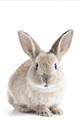 Picture of In Front Bunny _GroupedProduct_Rectangle_Portrait_Unframed_Print_Only_