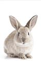 Picture of In Front Bunny _GroupedProduct_Rectangle_Portrait_Unframed_Print_Only_