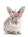 Picture of Floral In Front Bunny _GroupedProduct_Rectangle_Portrait_Unframed_Print_Only_