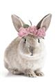 Picture of Floral In Front Bunny _GroupedProduct_Rectangle_Portrait_Unframed_Print_Only_