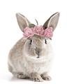 Picture of Floral In Front Bunny _GroupedProduct_Rectangle_Portrait_Unframed_Print_Only_