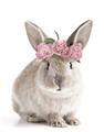 Picture of Floral In Front Bunny _GroupedProduct_Rectangle_Portrait_Unframed_Print_Only_