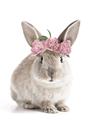 Picture of Floral In Front Bunny _GroupedProduct_Rectangle_Portrait_Unframed_Print_Only_