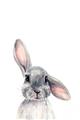 Picture of Floppy Bunny _GroupedProduct_Rectangle_Portrait_Unframed_Print_Only_
