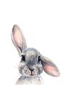 Picture of Floppy Bunny _GroupedProduct_Rectangle_Portrait_Unframed_Print_Only_