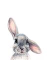Picture of Floppy Bunny _GroupedProduct_Rectangle_Portrait_Unframed_Print_Only_