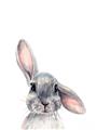 Picture of Floppy Bunny _GroupedProduct_Rectangle_Portrait_Unframed_Print_Only_