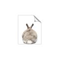 Picture of Behind Bunny _GroupedProduct_Rectangle_Portrait_Unframed_Print_Only_